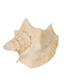 Caramujo Strombus Gallus 10x5cm