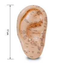 Modelo de Orelha Auricular Acupuntura 17cm