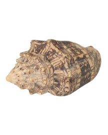 Caramujo Rajado Pequeno 10x5cm