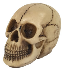 Cr�nio de Darwin 11cm Resina