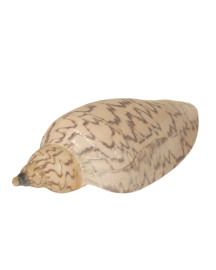 Caramujo Tona Gal�ia Liso 12x5cm