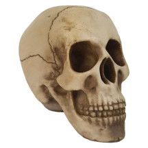 Cr�nio Da Vinci 20cm Resina