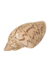 Caramujo Tona Gal�ia Liso 10x4cm